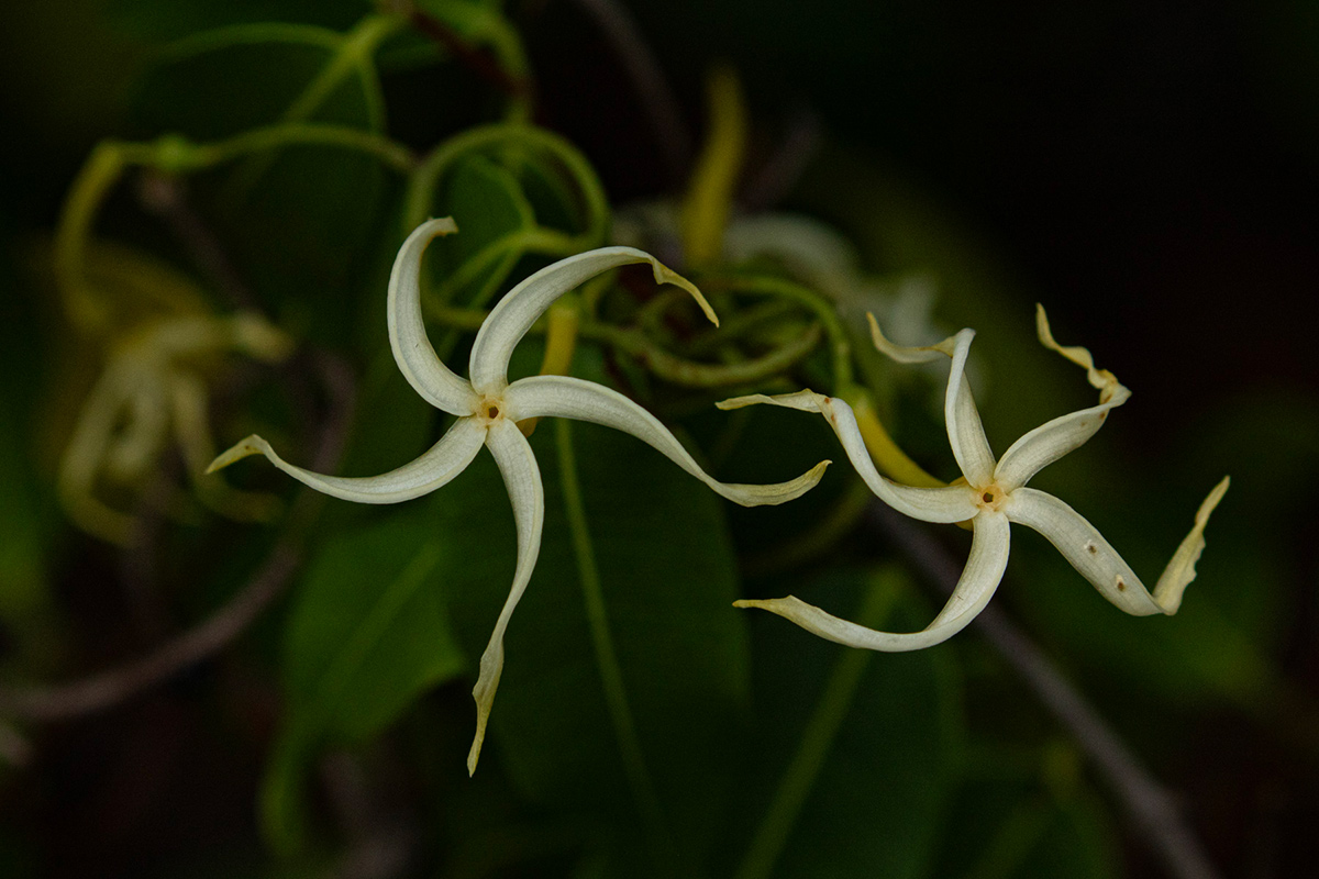 Landolphia camptoloba