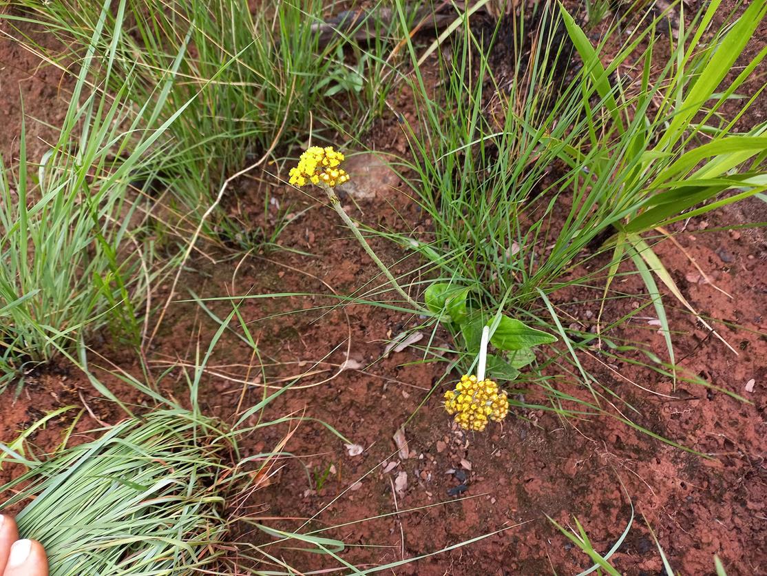 Helichrysum mechowianum var. mechowianum