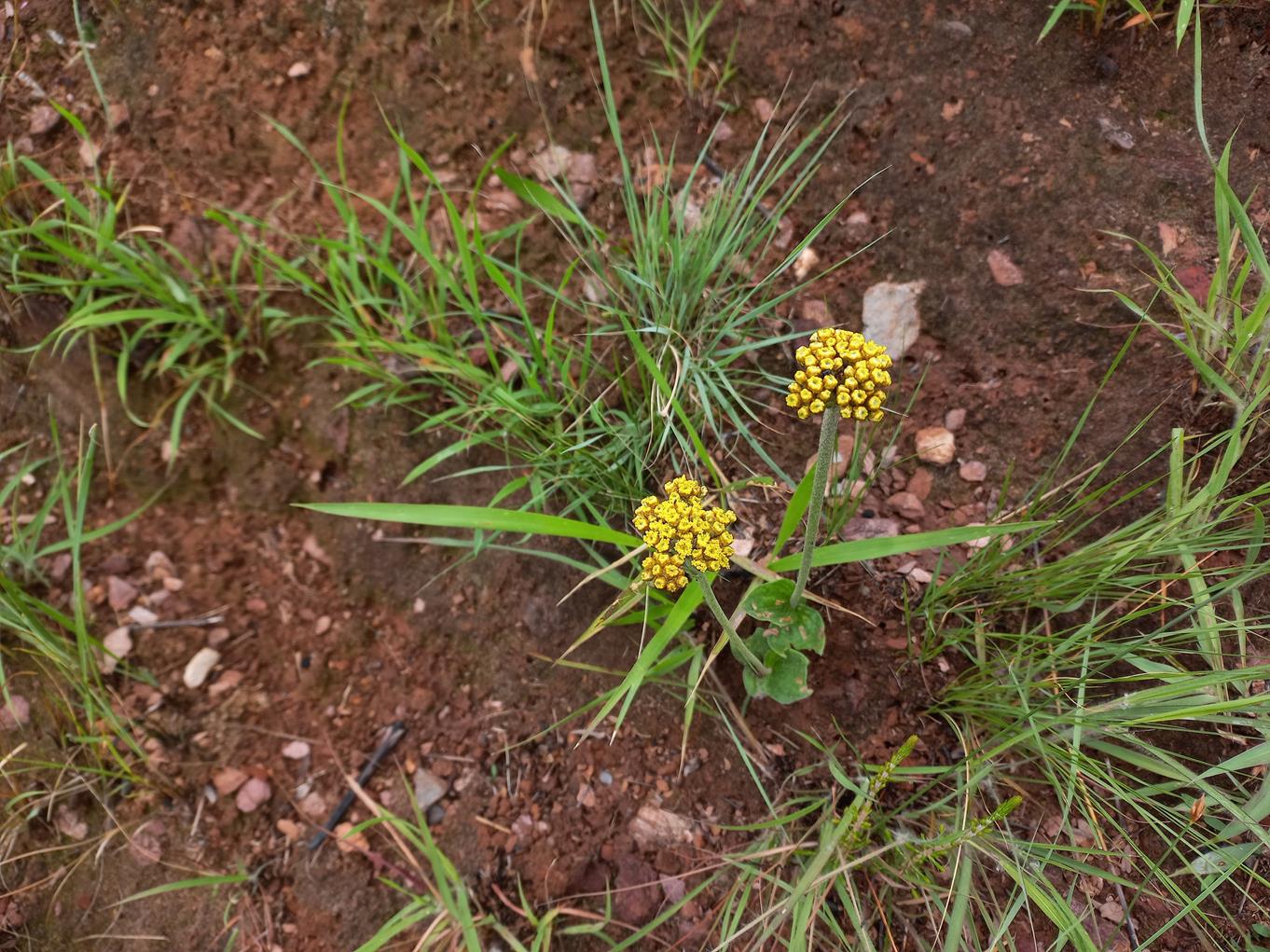 Helichrysum mechowianum var. mechowianum