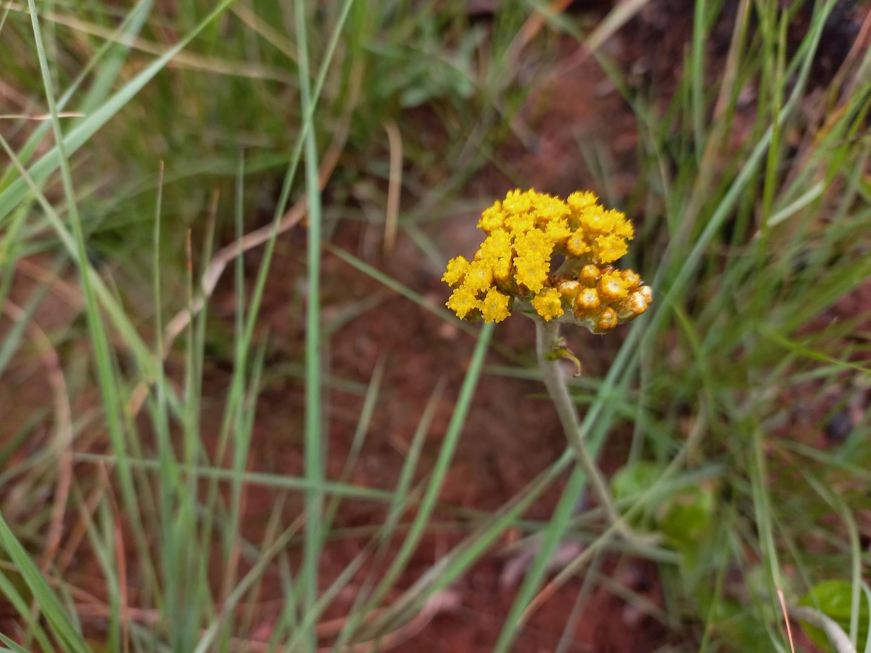 Helichrysum mechowianum var. mechowianum
