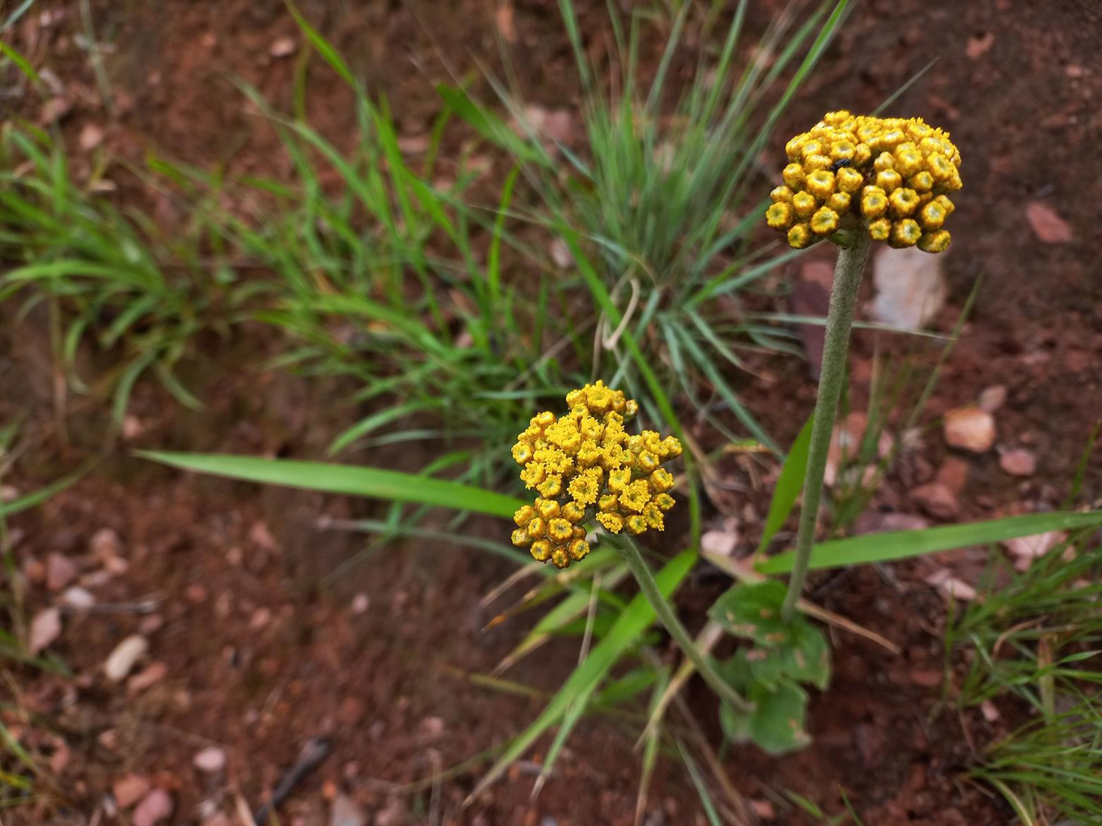Helichrysum mechowianum var. mechowianum