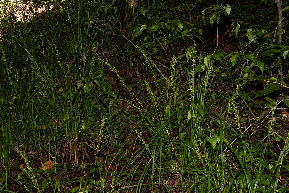 Carex chlorosaccus