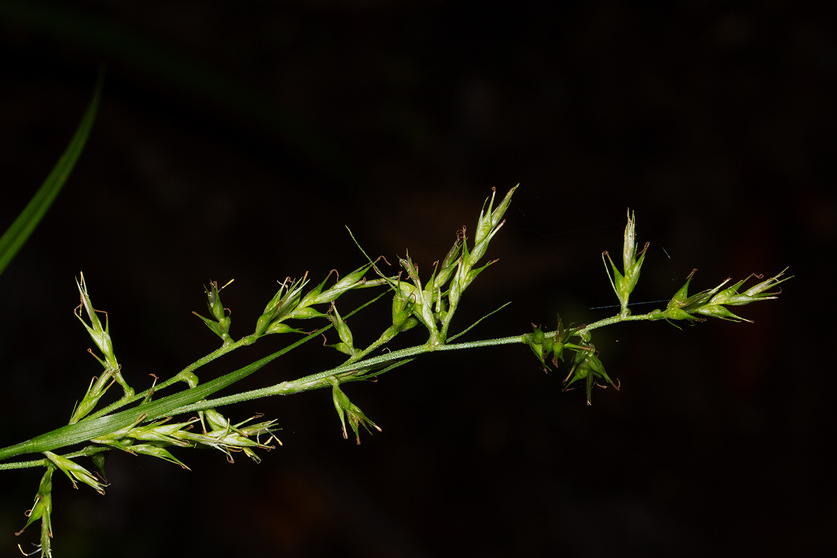 Carex chlorosaccus