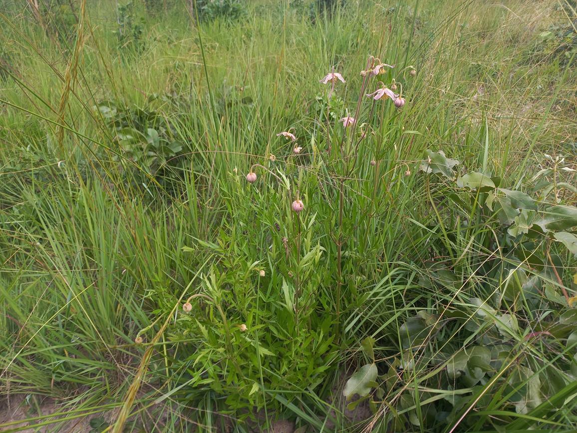 Clematis chrysocarpa subsp. bijuga