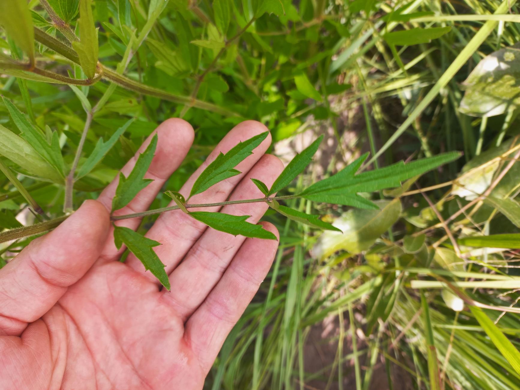Clematis chrysocarpa subsp. bijuga