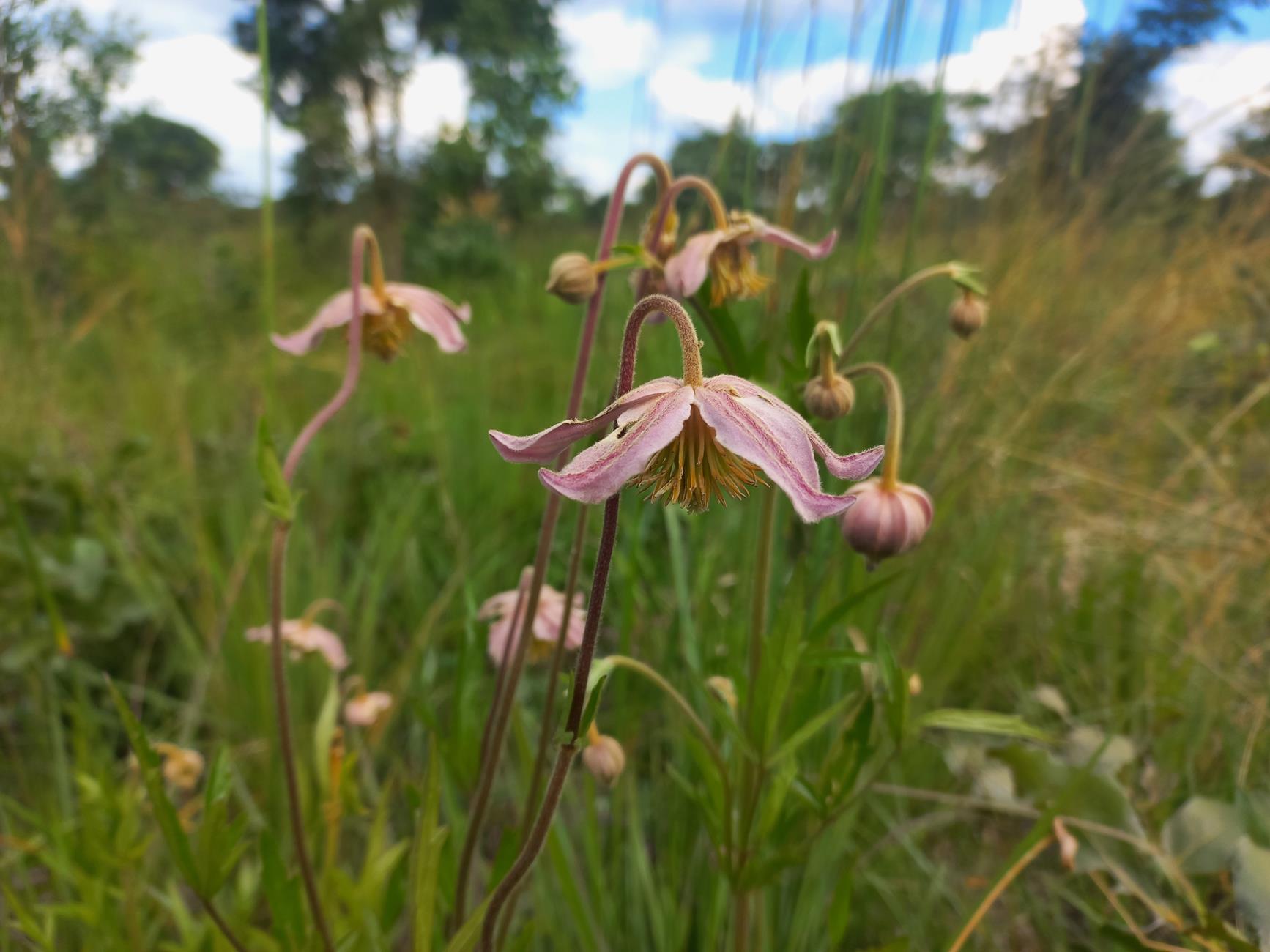 Clematis chrysocarpa subsp. bijuga