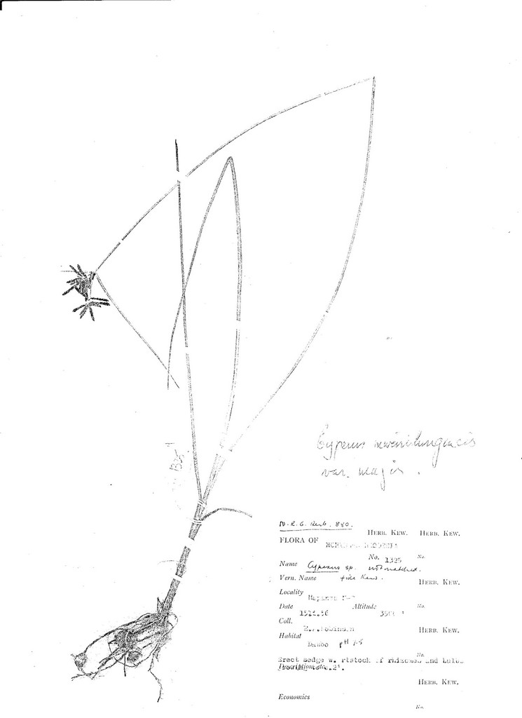 Cyperus mwinilungensis