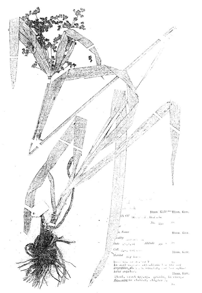 Cyperus renschii Cyperus renschii