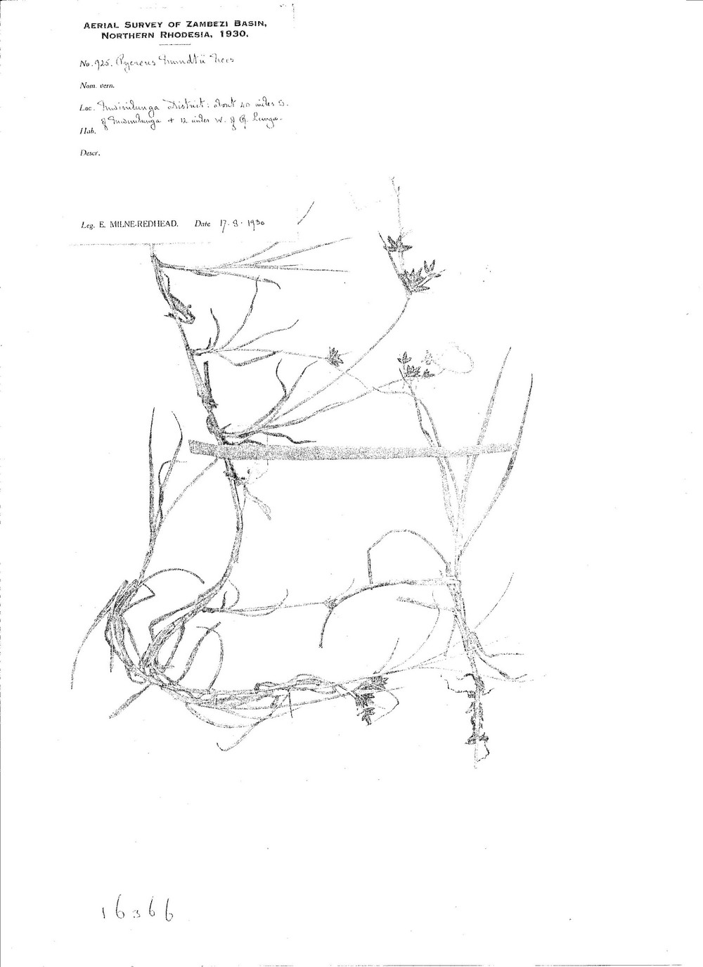 Pycreus mundtii Pycreus mundtii