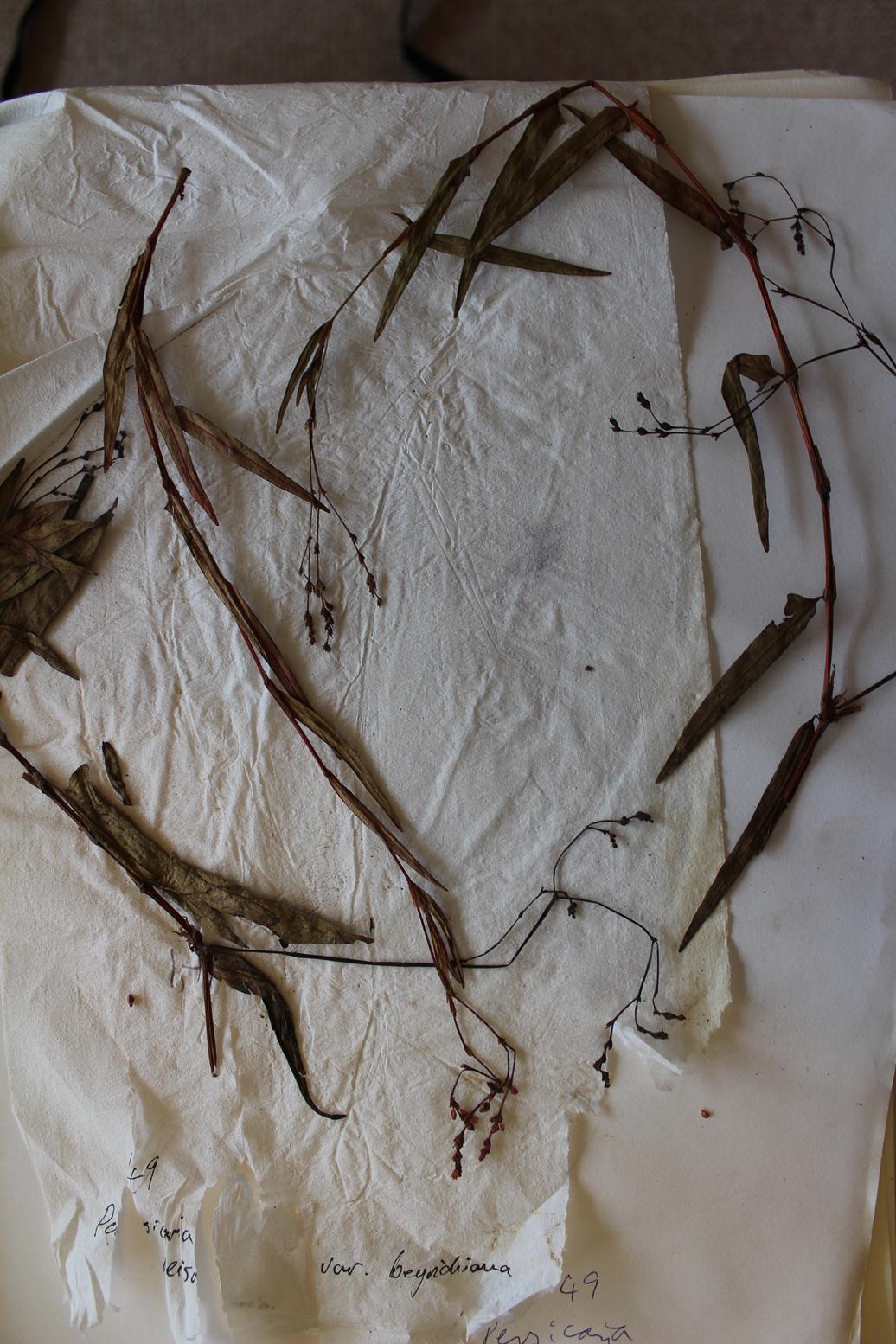 Persicaria meisneriana var. beyrichiana