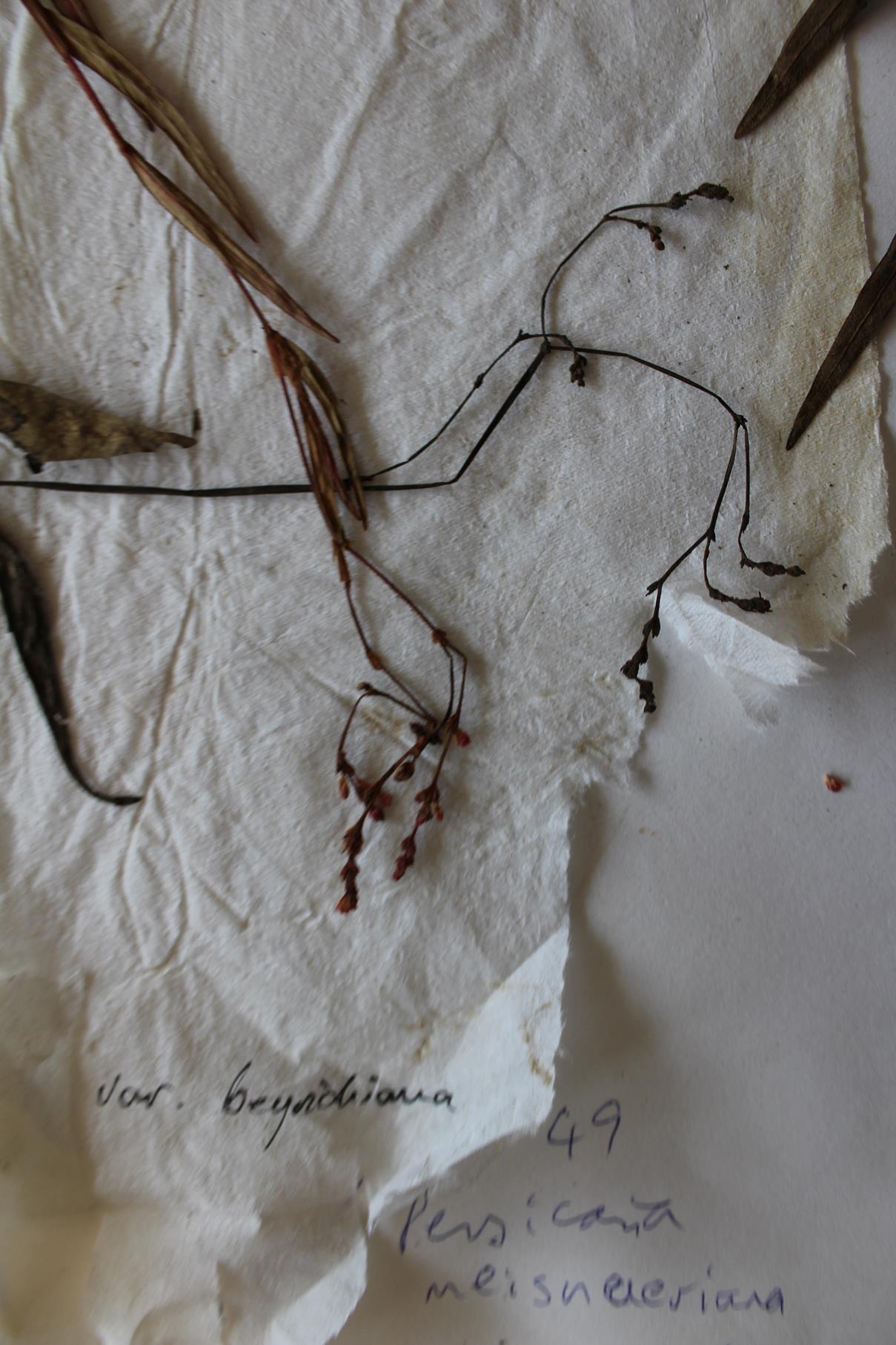 Persicaria meisneriana var. beyrichiana