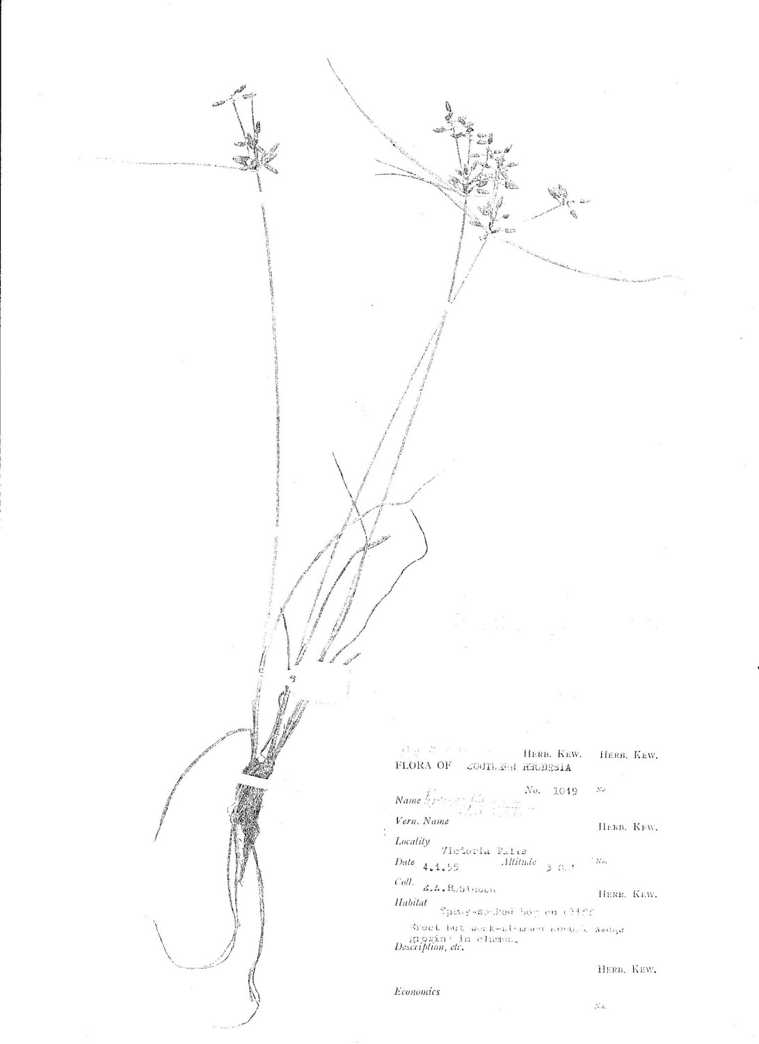 Pycreus flavescens Pycreus flavescens