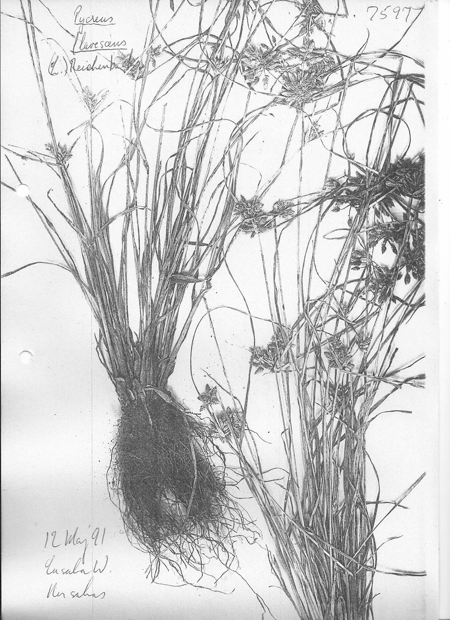 Pycreus flavescens Pycreus flavescens