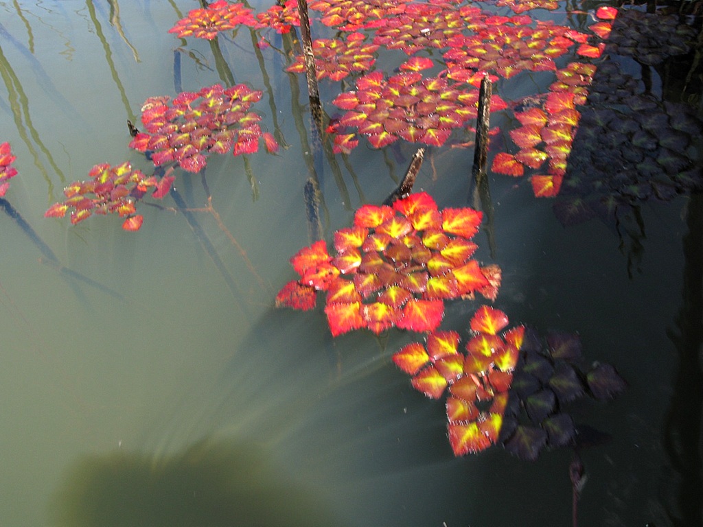 Trapa natans var. natans Trapa natans var. natans