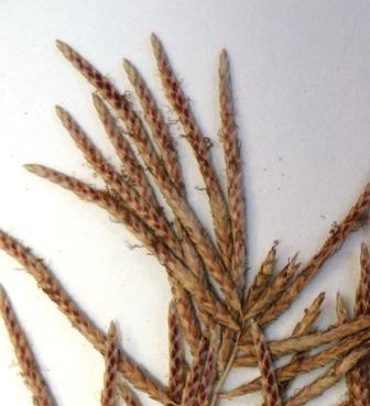 Cyperus digitatus var. digitatus