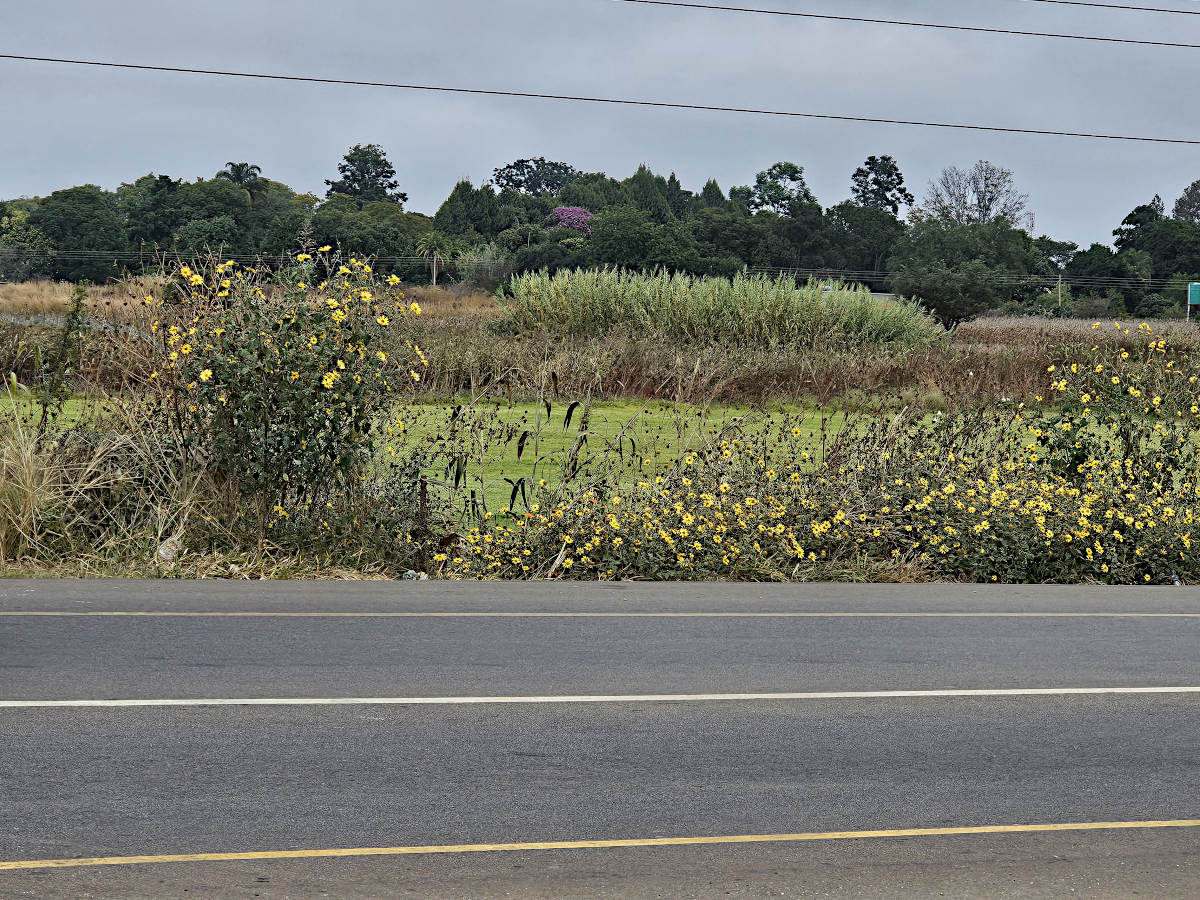 Tithonia tubaeformis