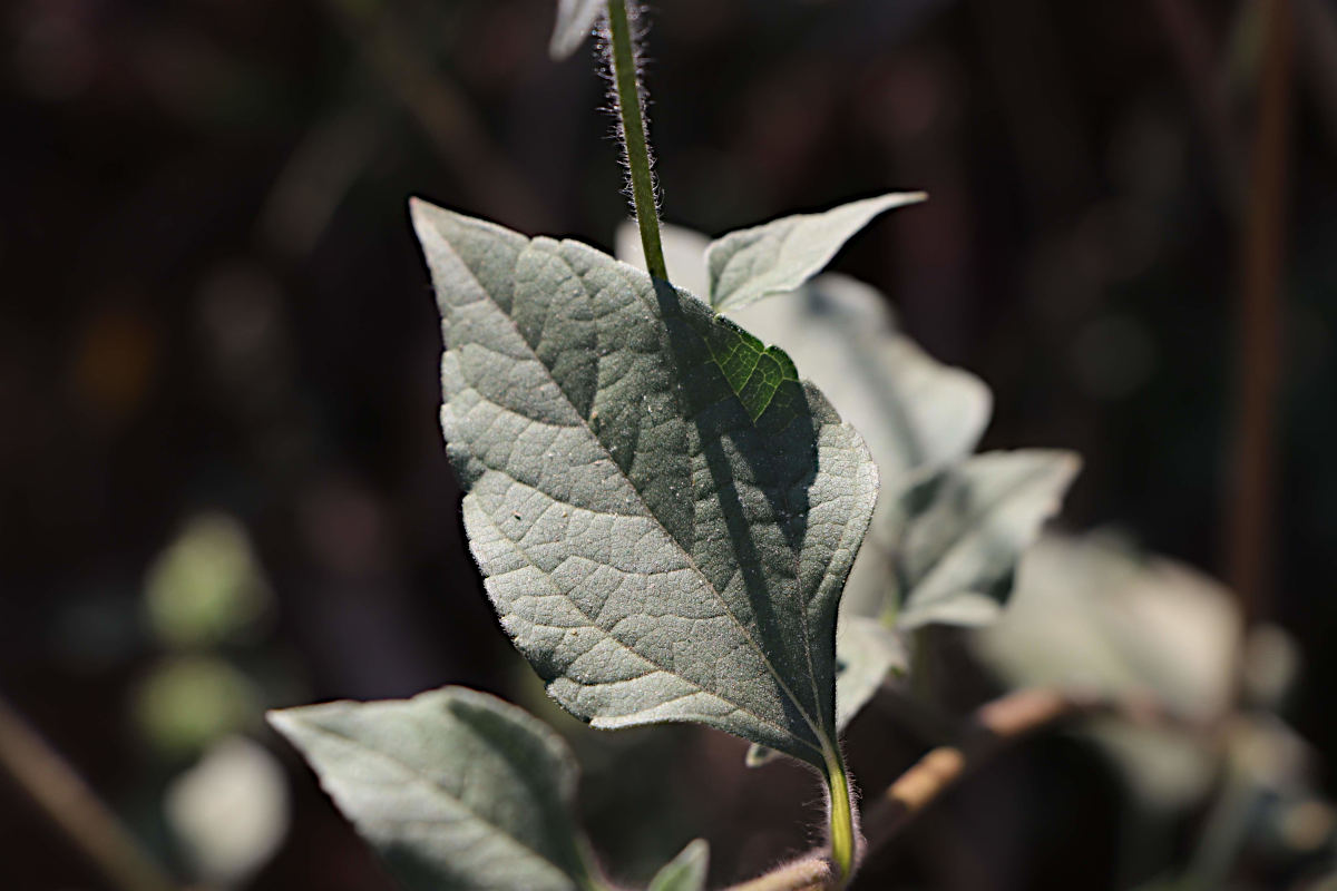 Tithonia tubaeformis