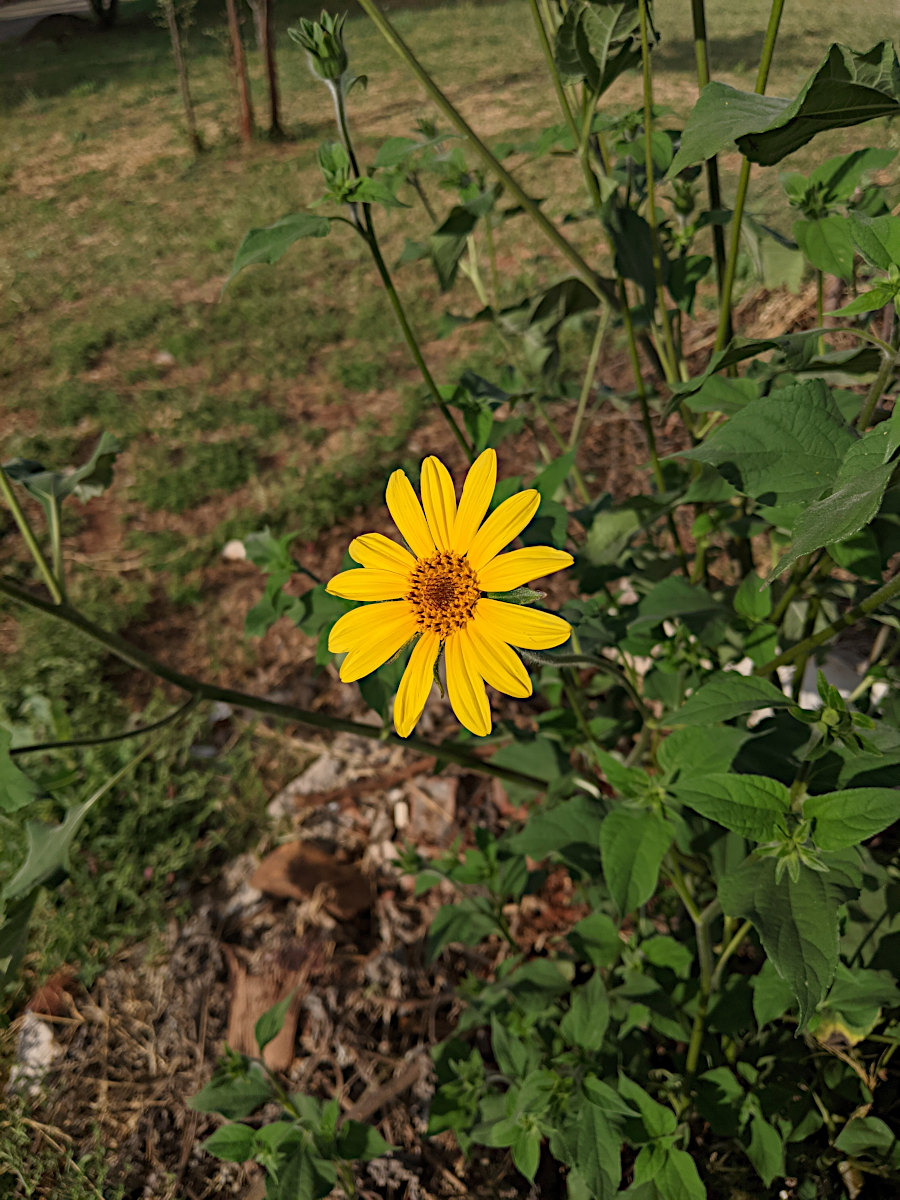 Tithonia tubaeformis