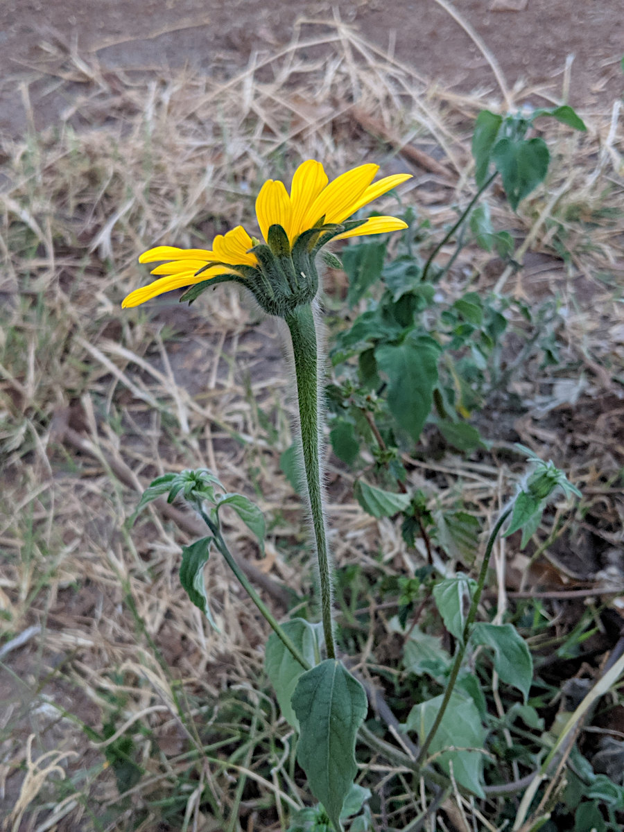 Tithonia tubaeformis