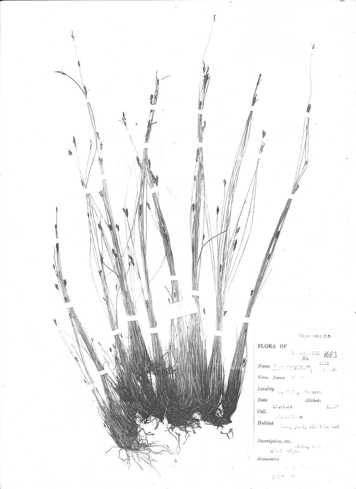 Bulbostylis clarkeana