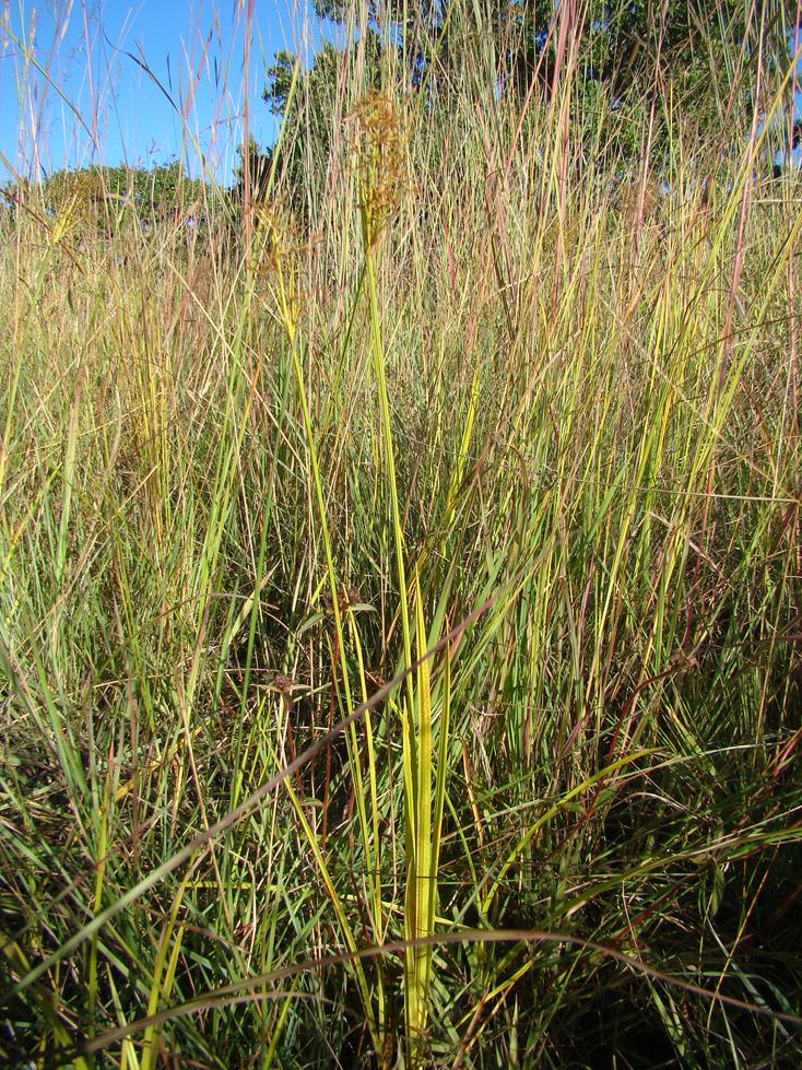 Cyperus aureo-brunneus