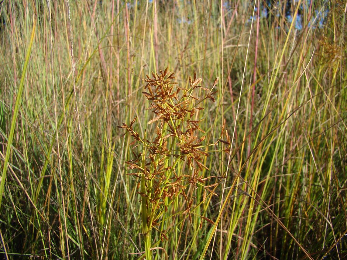 Cyperus aureo-brunneus
