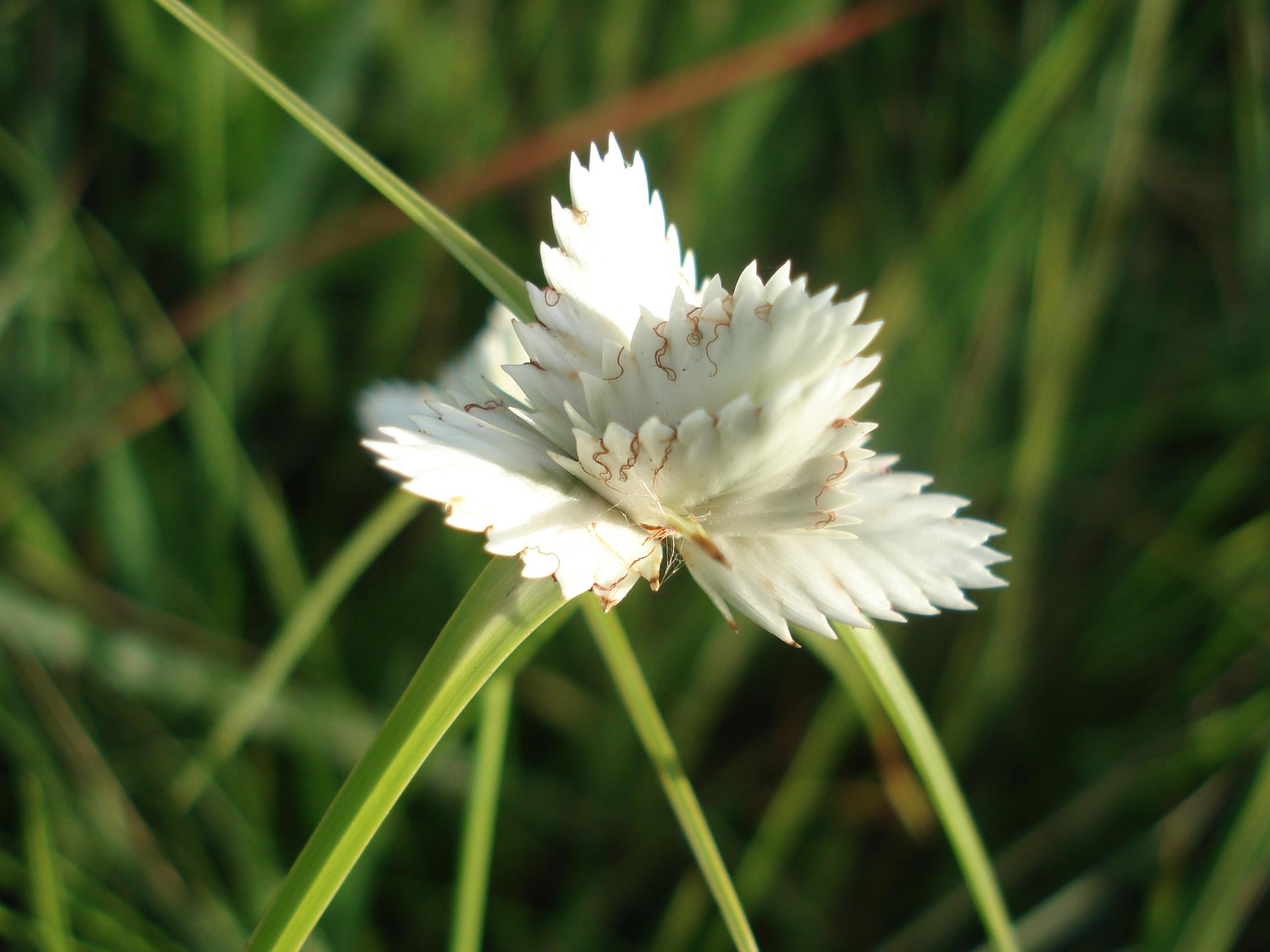 Cyperus niveus var. leucocephalus Cyperus niveus var. leucocephalus