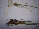 Cyperus niveus var. tisserantii