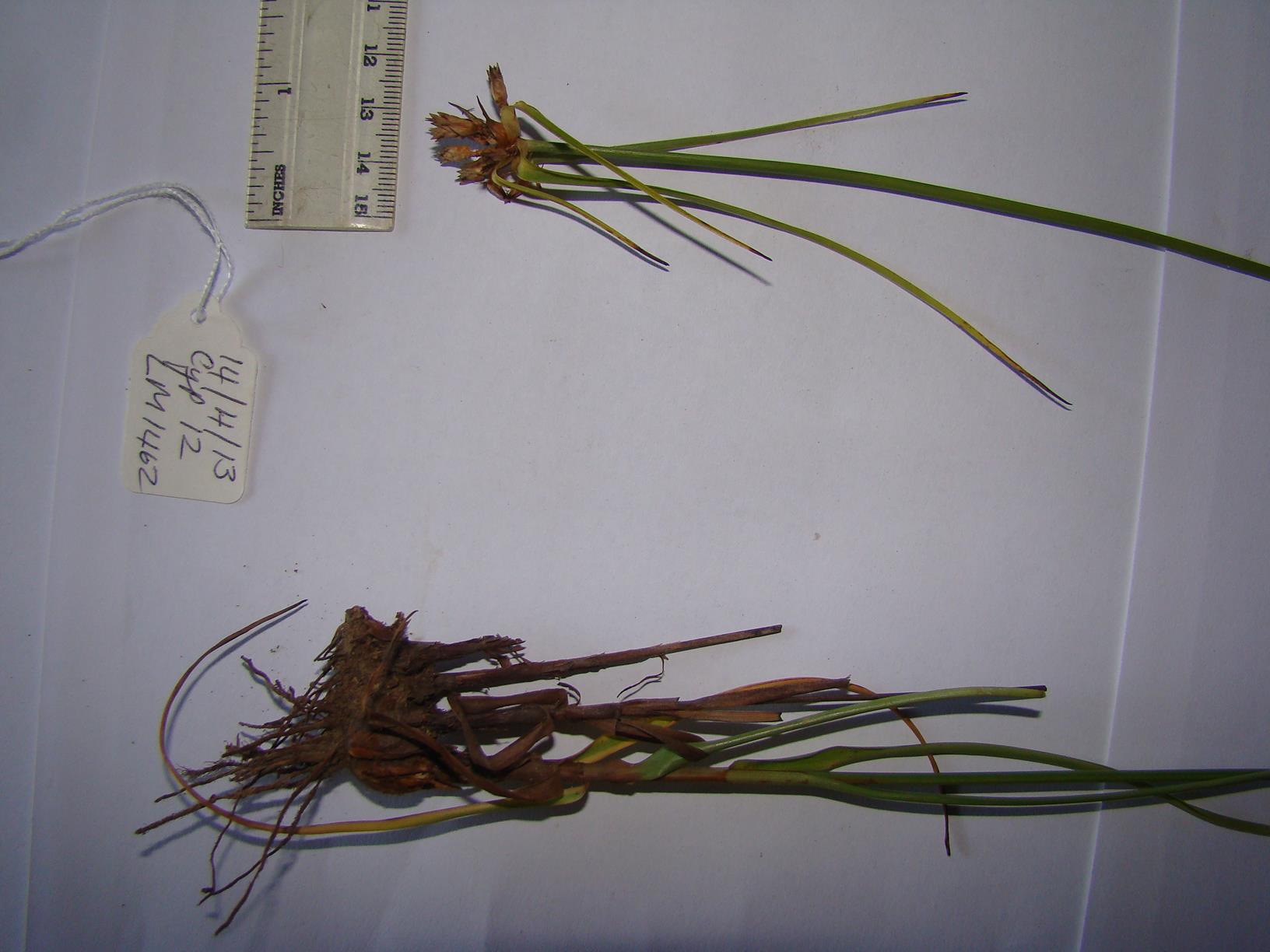 Cyperus niveus var. tisserantii Cyperus niveus var. tisserantii
