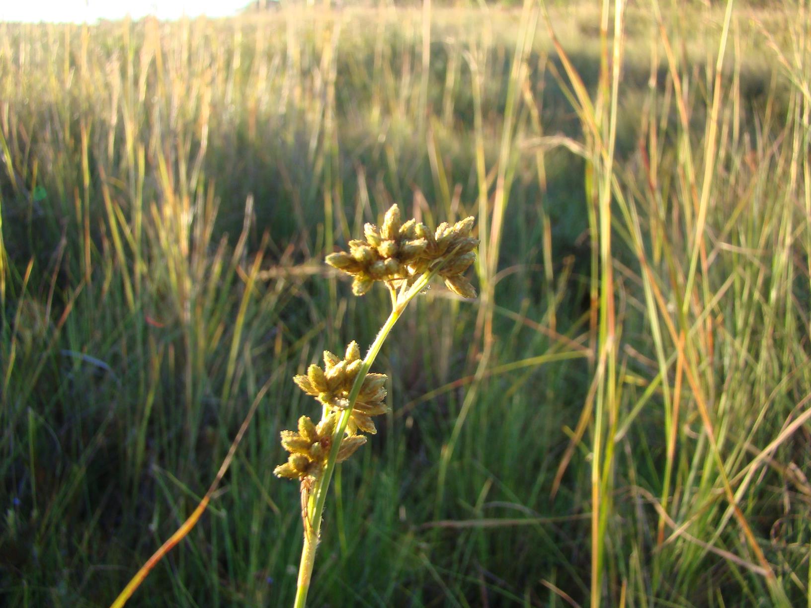 Fuirena stricta Fuirena stricta