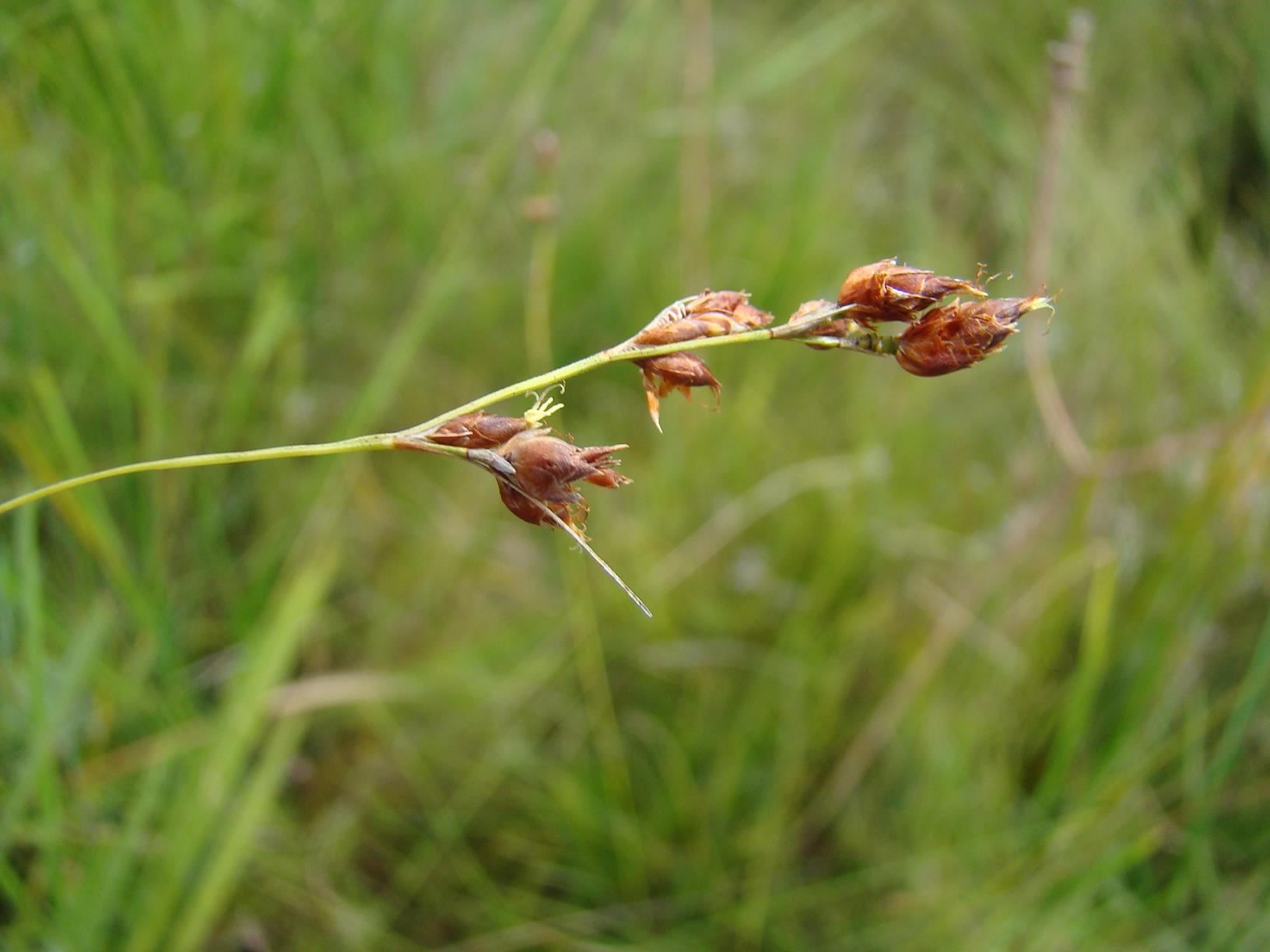 Rhynchospora angolensis