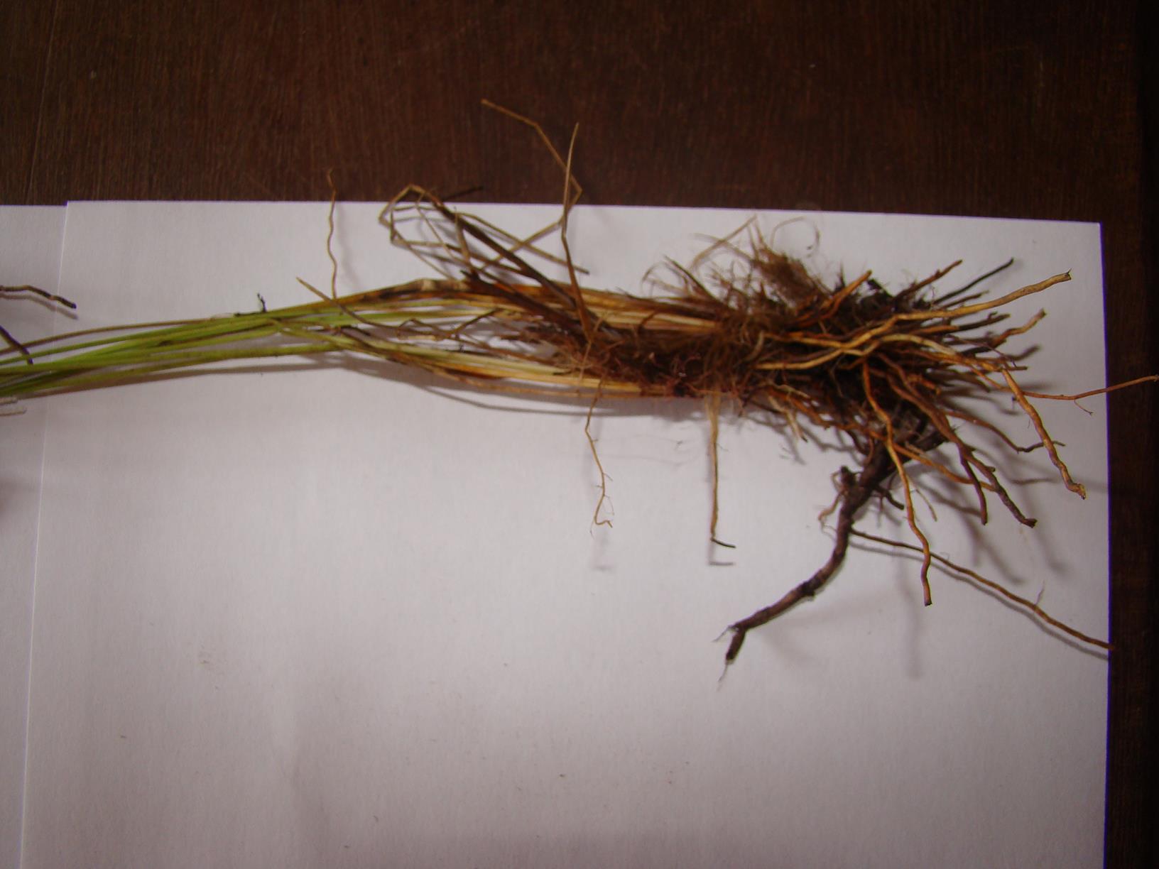 Rhynchospora angolensis Rhynchospora angolensis