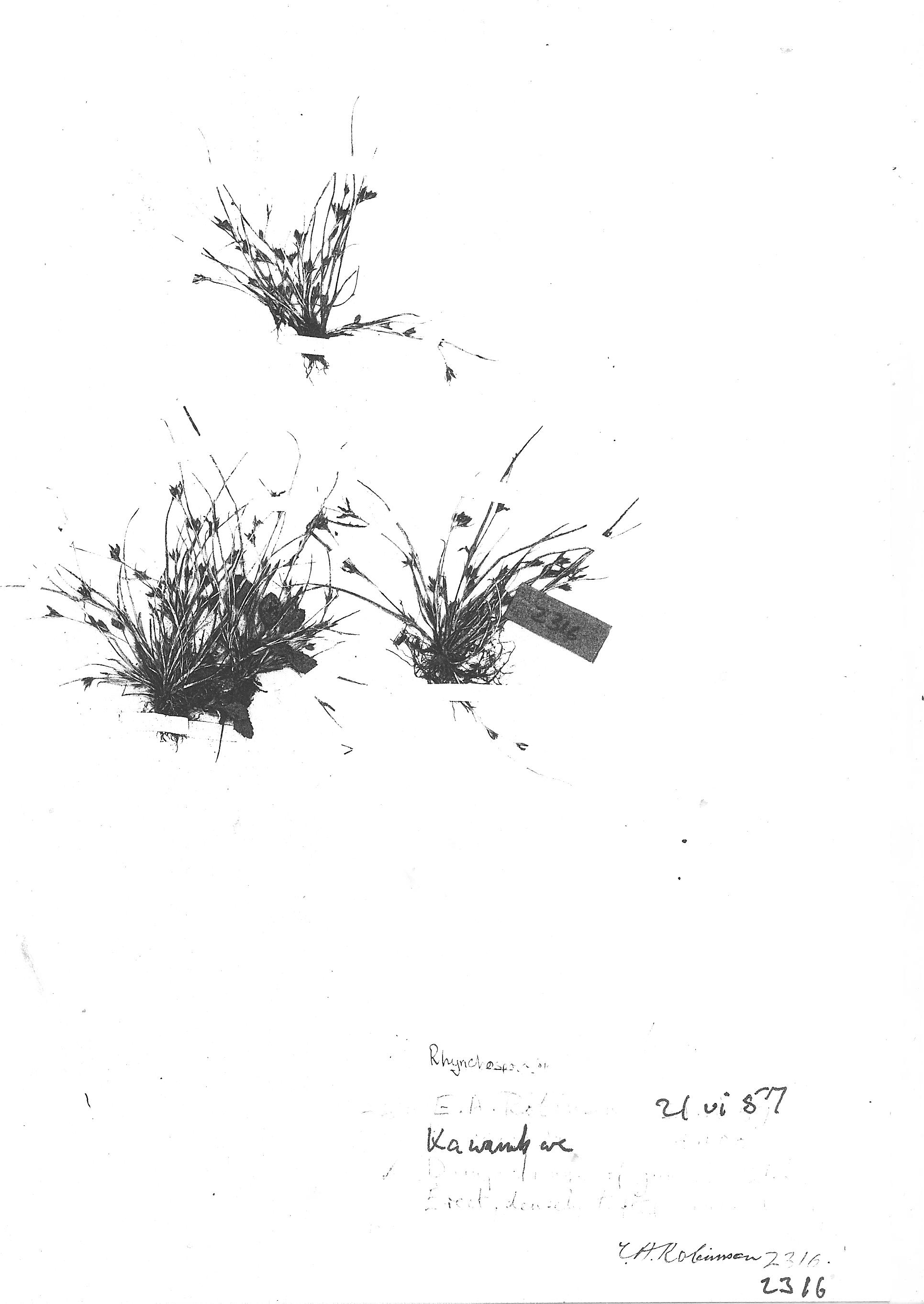 Rhynchospora brevirostris