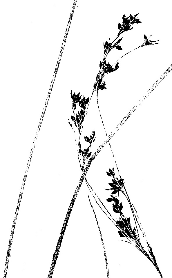 Rhynchospora brownii Rhynchospora brownii