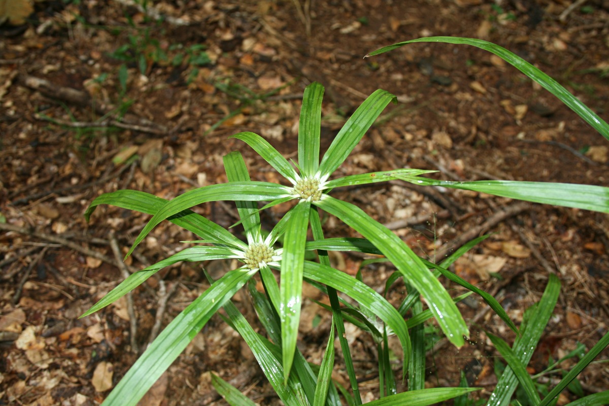 Cyperus mapanioides