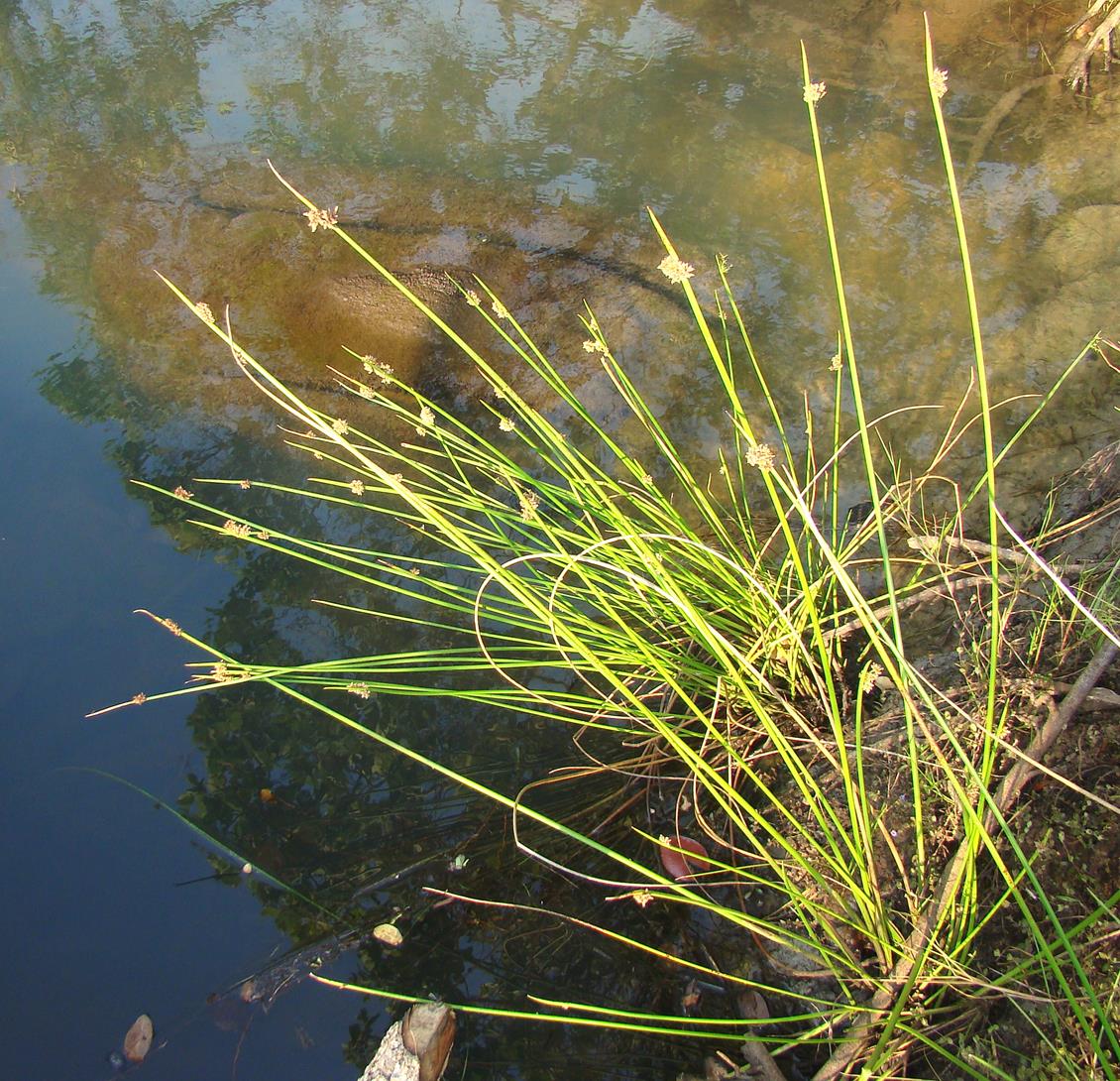 Schoenoplectus confusus var. rogersii Schoenoplectus confusus var. rogersii