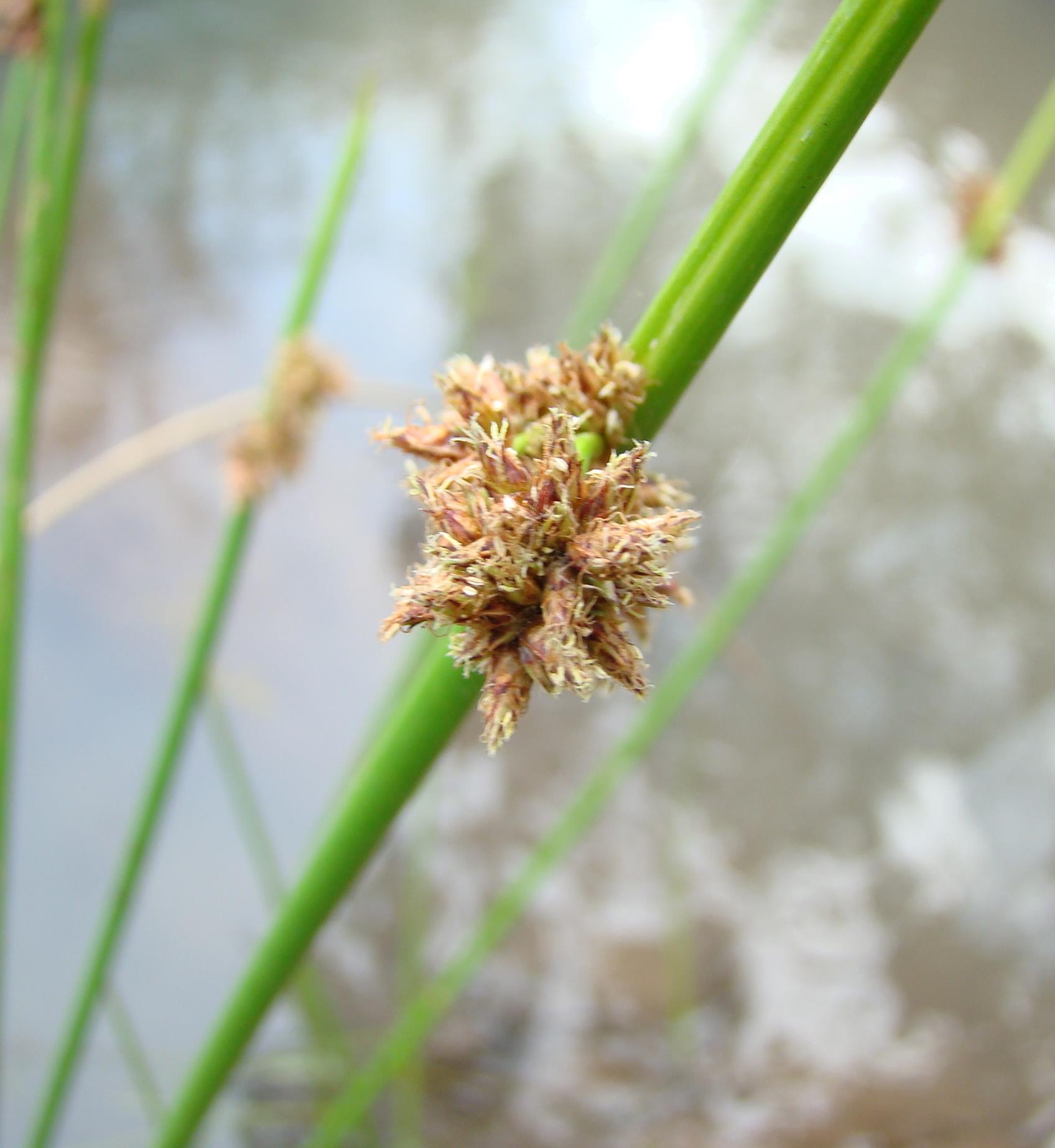 Schoenoplectus confusus var. rogersii Schoenoplectus confusus var. rogersii