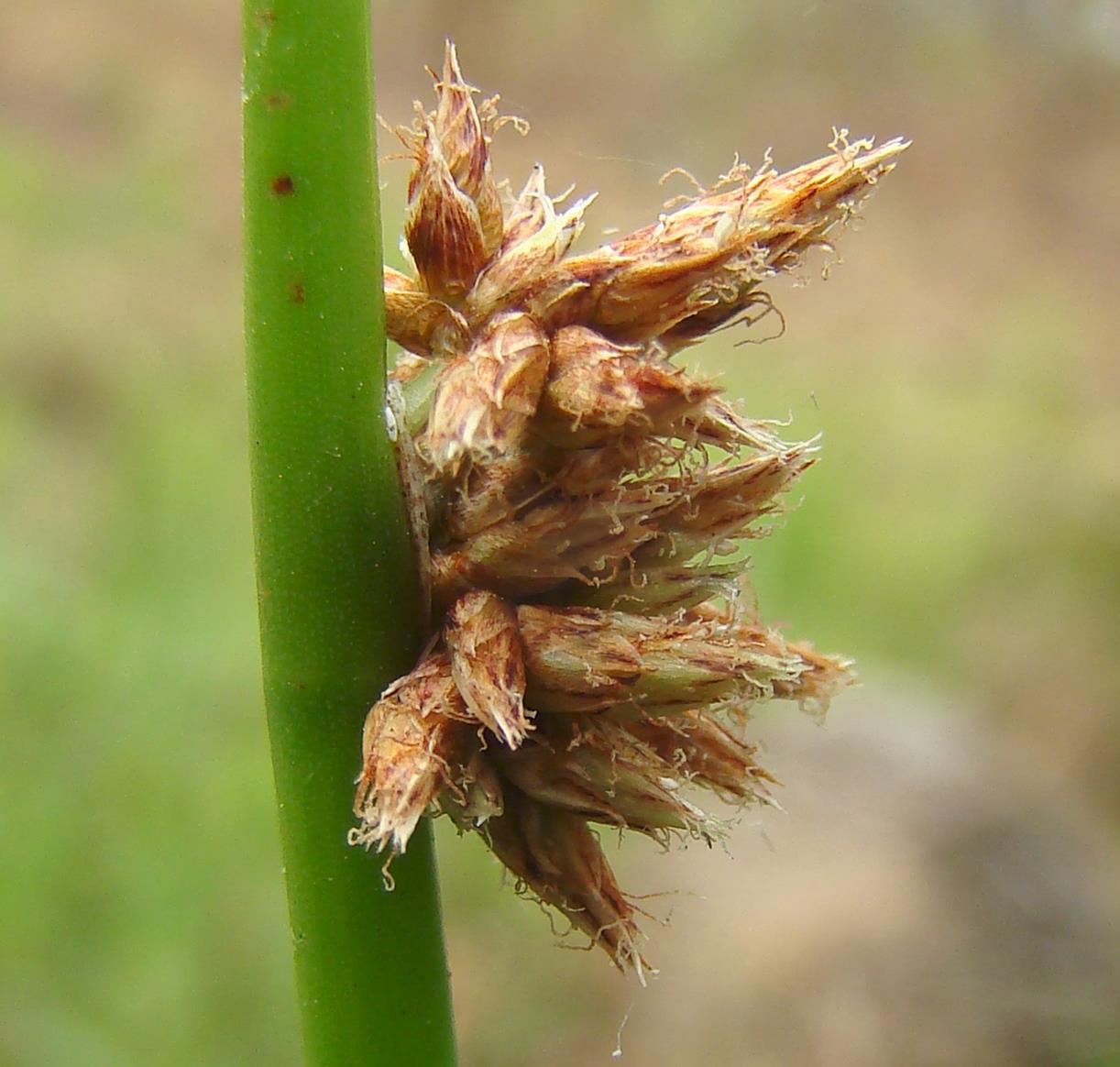Schoenoplectus confusus var. rogersii Schoenoplectus confusus var. rogersii