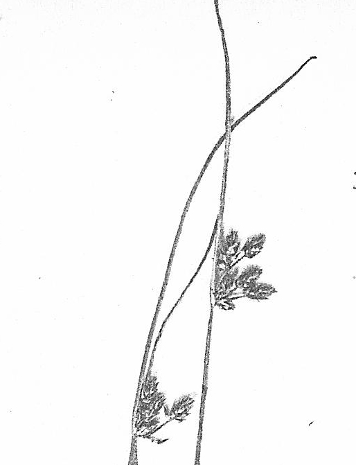 Schoenoplectiella microglumis