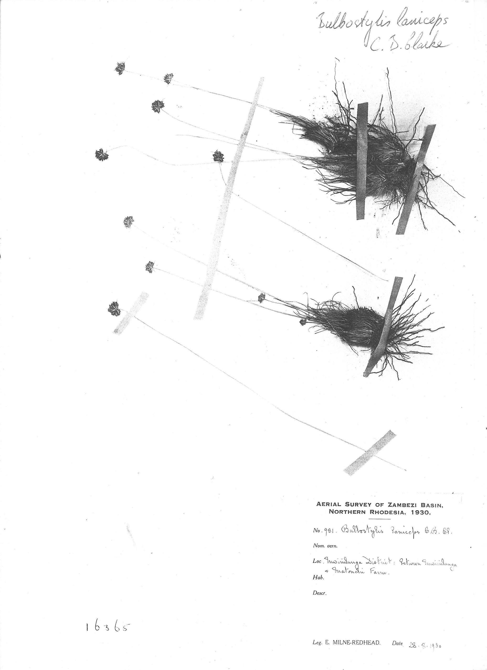 Bulbostylis laniceps