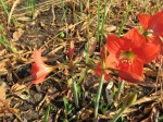 Hippeastrum puniceum