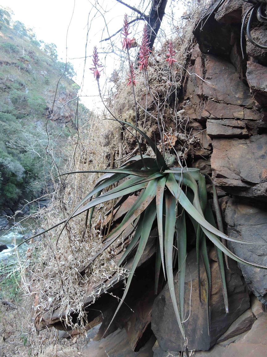 Aloe mkushiana