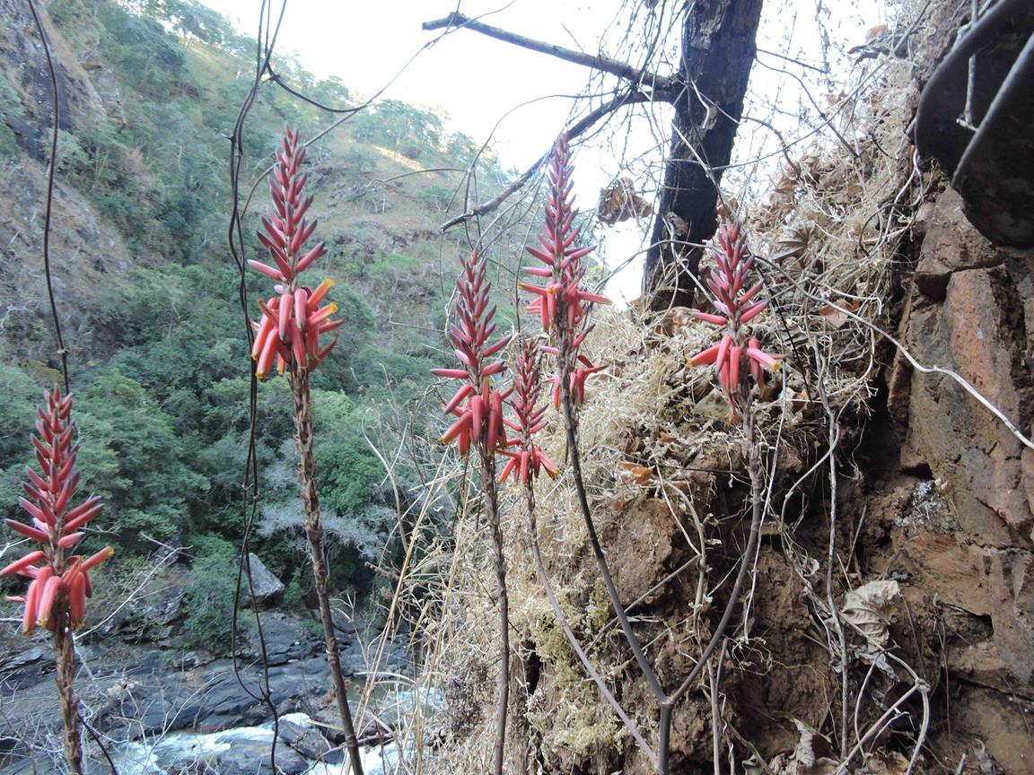 Aloe mkushiana Aloe mkushiana