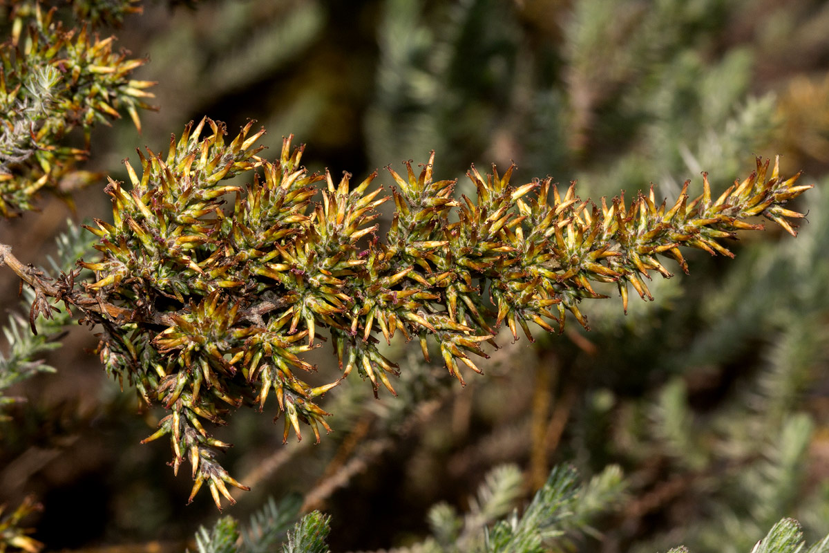 Stoebe kilimandscharica