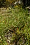 Senecio proprior