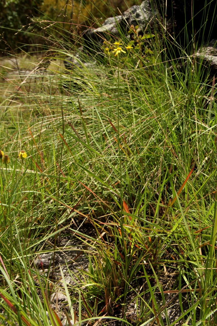 Senecio proprior Senecio proprior