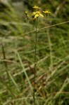 Senecio proprior