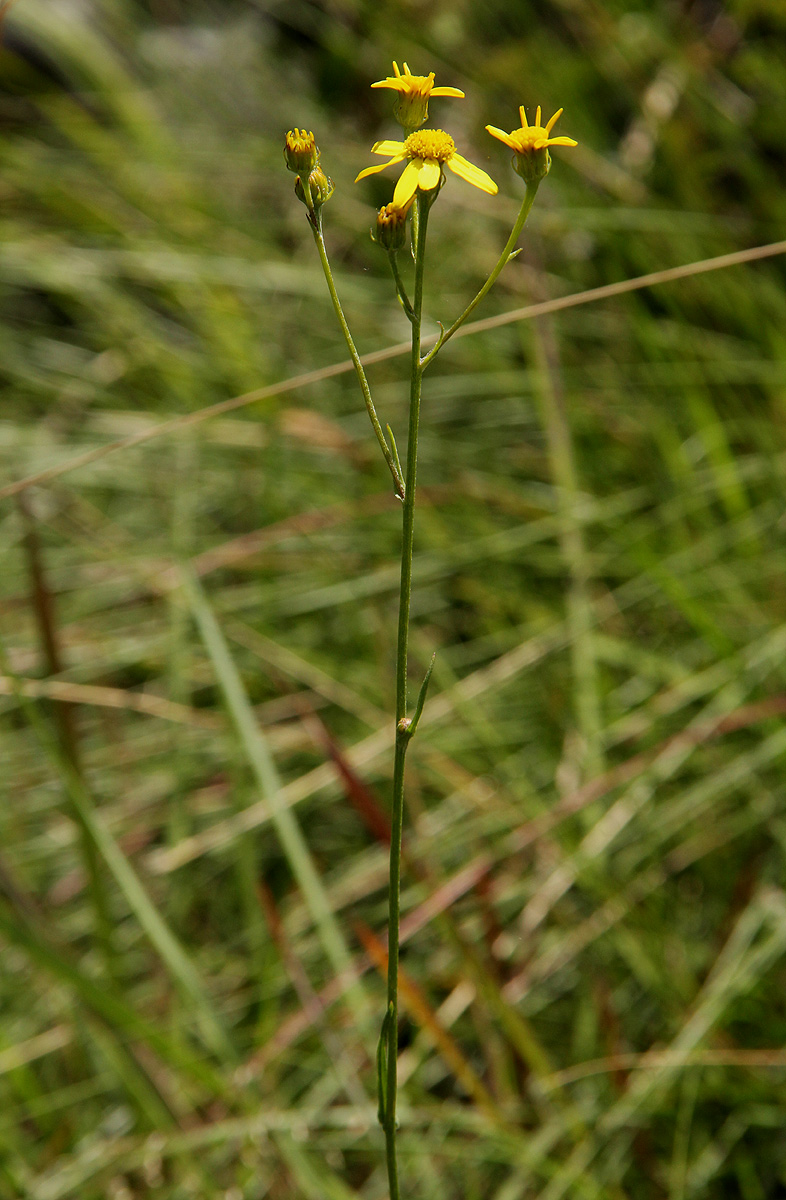 Senecio proprior Senecio proprior