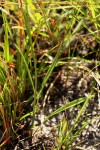 Senecio proprior