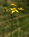 Senecio proprior
